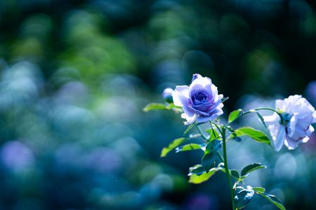 FE50150F2GM　中之島バラ園