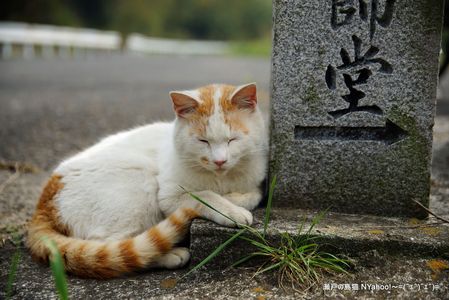 島猫：茶白ぶち