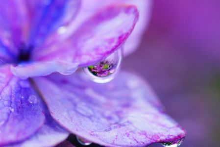 額紫陽花の花びらと水滴