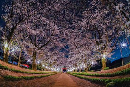 夜桜の参道ライトアップ