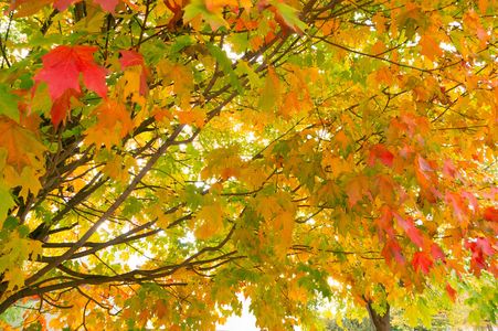 秋の暖簾（のれん）