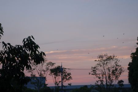 夕日と鳥