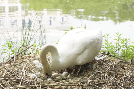 mother swan