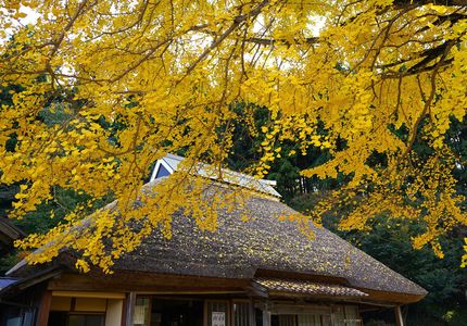 大銀杏の寺