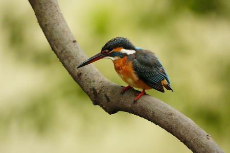 カワセミ(鳥認識で試写)