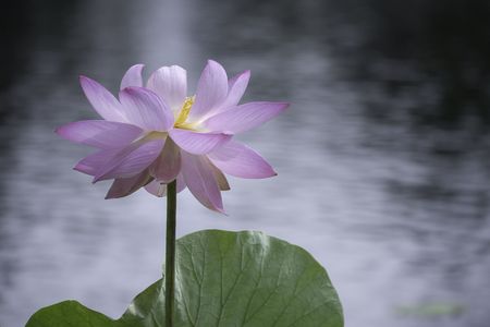 鶴の湯温泉　蓮の花・鹿公園　水連