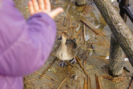 えさちょーだい