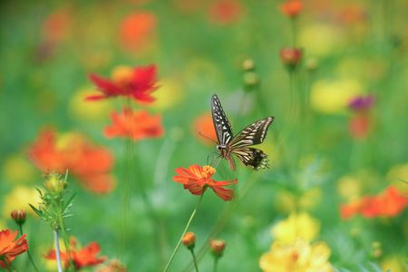 夏の花々