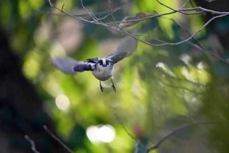 鳥 エナガ の作品 Acafe Aの写真投稿サイト ソニー
