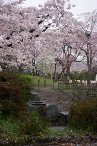 福岡城趾と桜