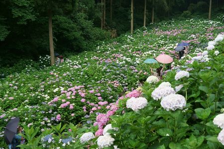 龍護山 千光寺のあじさい