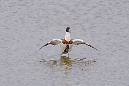 ようこそ我が町（池）へ　絶滅危惧１B類（EN）