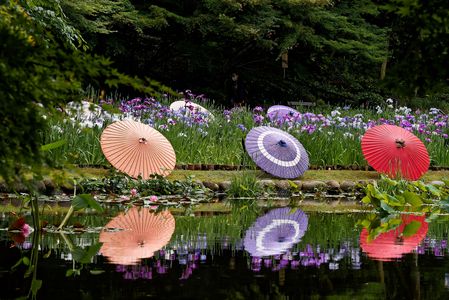 徳川園の和傘と菖蒲