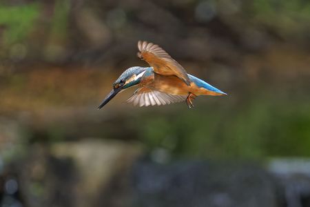 お前に決めた・・・、