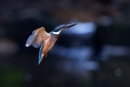 離水から止まり木に