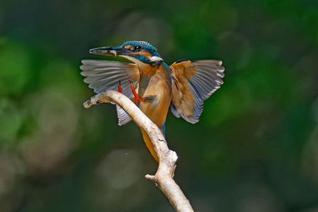 カワちゃんいろいろ