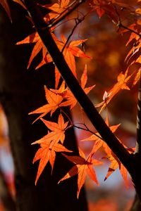 東山植物園の紅葉