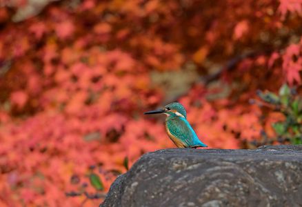 紅葉を楽しむカワセミ
