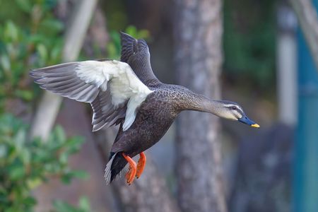 都市公園のカモ