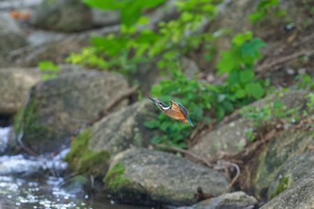 マイフィールドのカワセミ