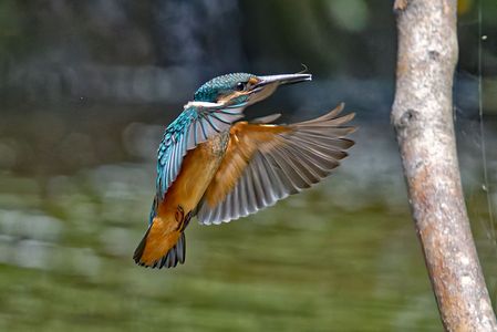 この止まり木はお気に入りです