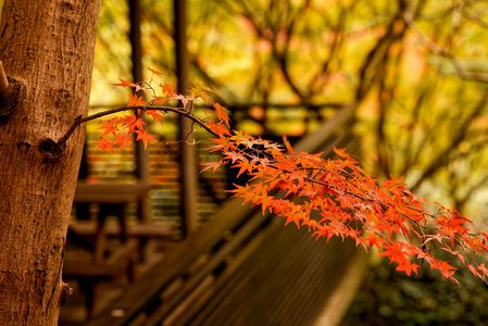 東山植物園の秋