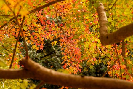東山植物園の紅葉