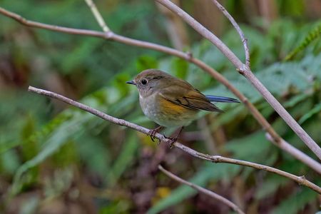 都市公園の鳥さん