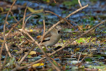水飲みに来たシメ