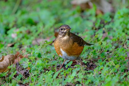 アカ・クロ・シロ