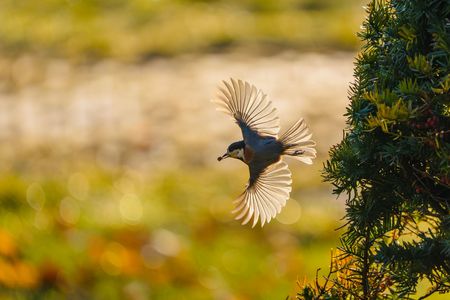 ヤマガラの飛翔