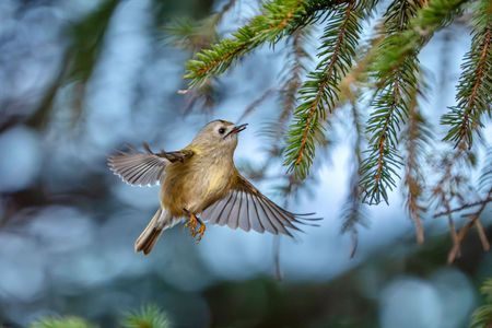 ホバリングで捕食