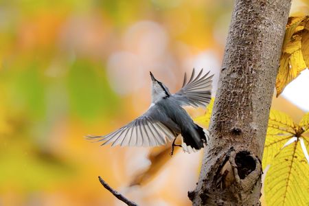 秋のゴジュウカラ