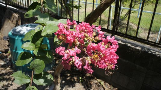 夏シリーズ1　百日紅