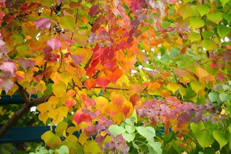 今年も綺麗なグラデーション