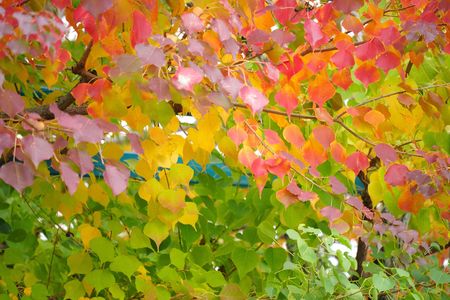 今年も見事なグラデーション Ⅱ