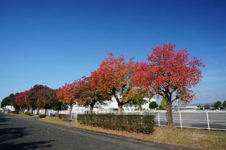街路樹の紅葉
