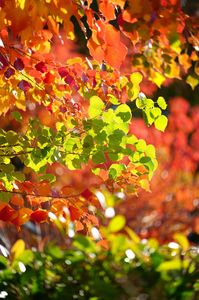 透過光のグラデーション