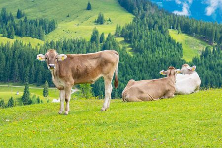 オーストリアの牛