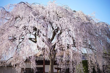 京都・本満寺の枝垂れ桜