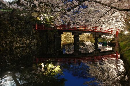 弘前城公園　夜桜