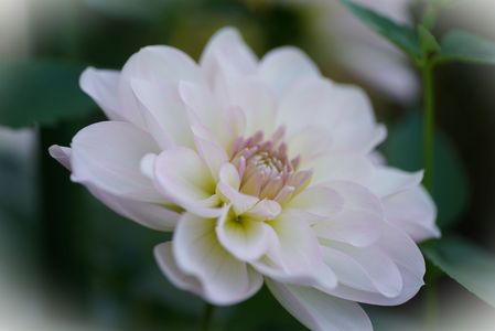 オータムフラワーフェスタ（秋田県立農業科学館）