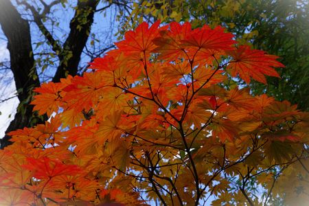 紅葉（角館武家屋敷）