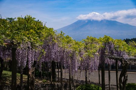 藤の花と富士山