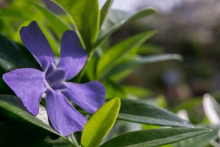 vinca minor - ひめつるにちにちそう