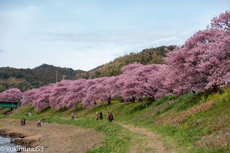南伊豆のみなみの桜と菜の花祭りの河津桜