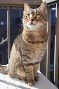 陽だまりのまなざし