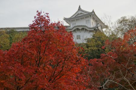 姫路城と紅葉
