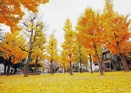 京都　錦坊城児童公園の銀杏の黄葉
