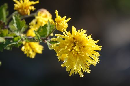 ‥華を楽しもう～菊の仲間たち・・